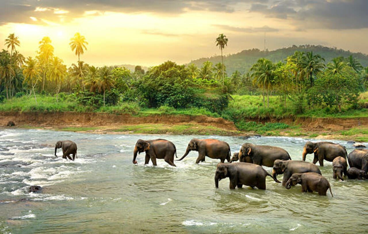 Is seeing an elephant in a dream a good or bad omen?