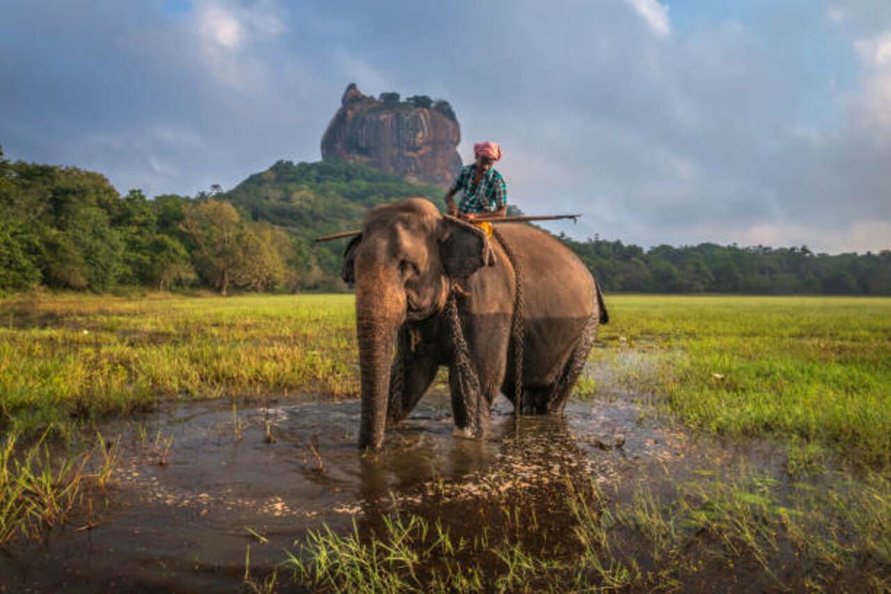 Astrological significance of dreaming about an elephant