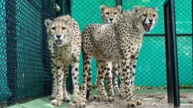 South Africa halts new cheetah
