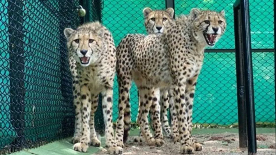 South Africa halts new cheetah