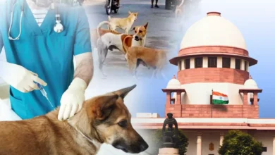 Street Dogs Delhi NCR