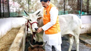 CM Mohan yadav said that Cow milk nutritional benefits