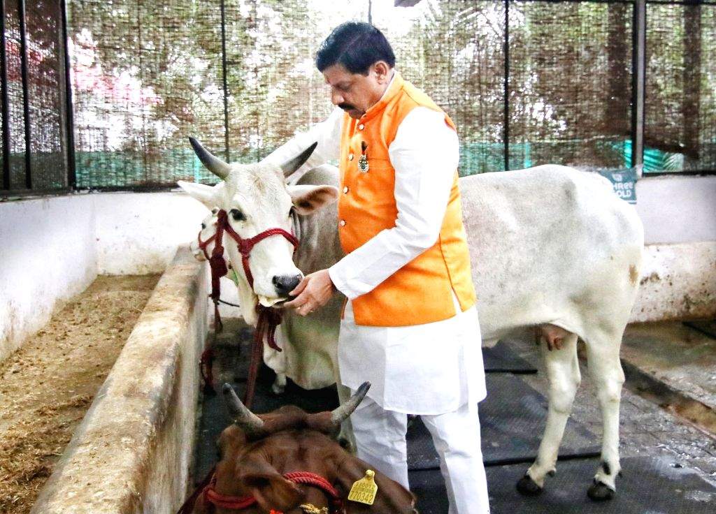 CM Mohan yadav said that Cow milk nutritional benefits