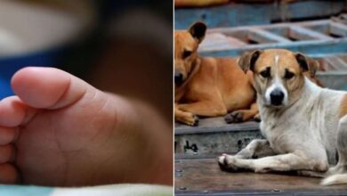 Dogs Attack and mutilate infant body in MP